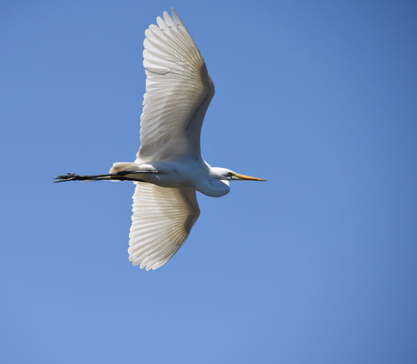 Great White Egret fly-by...