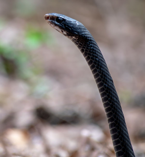 This black snake wasn't even in an exhibit, it was...