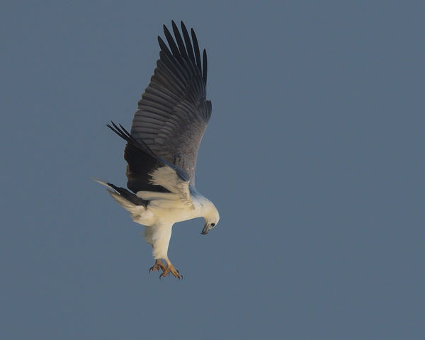 White Bellied Sea Eagle - dropping in on its prey....