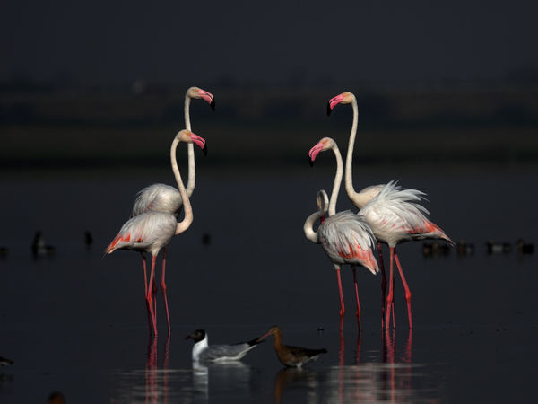 Greater Flamingo - family reunion before sunset....