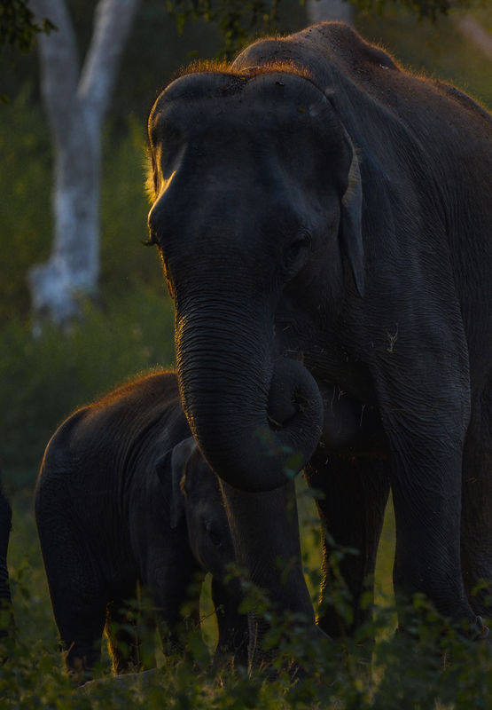 Mother and calf, while the sun sets....