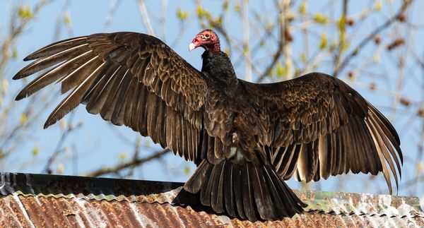 Turkey Vultures (Cathartes aura)...