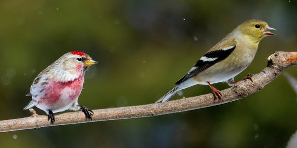 Common Redpoll and American Goldfinch...