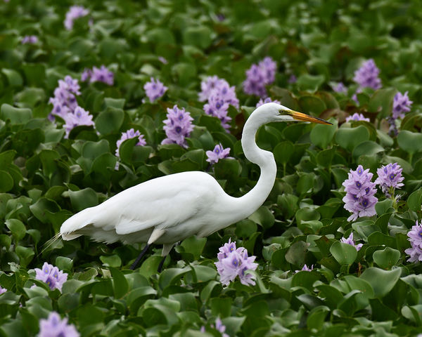 Great Egret in a bed of hyacinths....