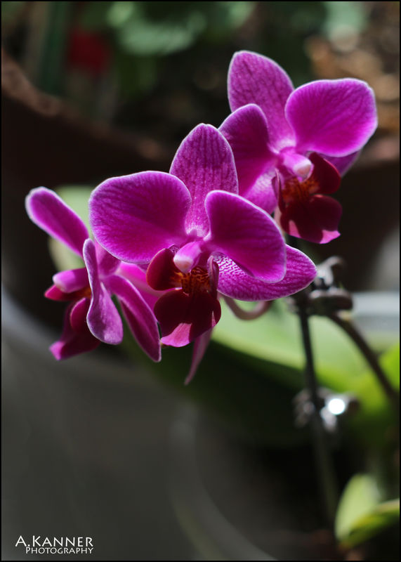 Mini Orchid - Helios 44-2...
