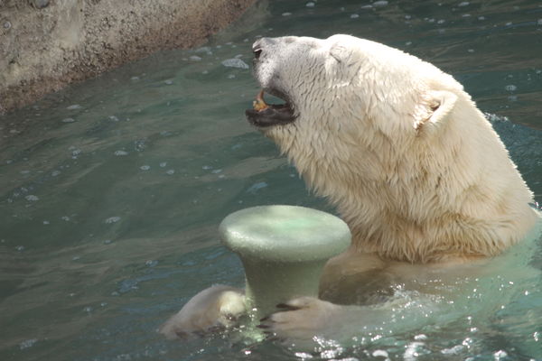 playful polar bear...