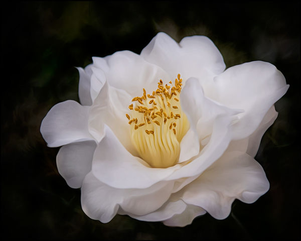 Camellia 'White Empress'...