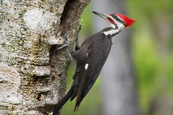 Pilieated Woodpecker...