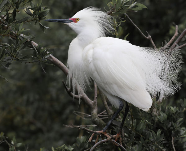 Snowy Egret in Breeding plumage...