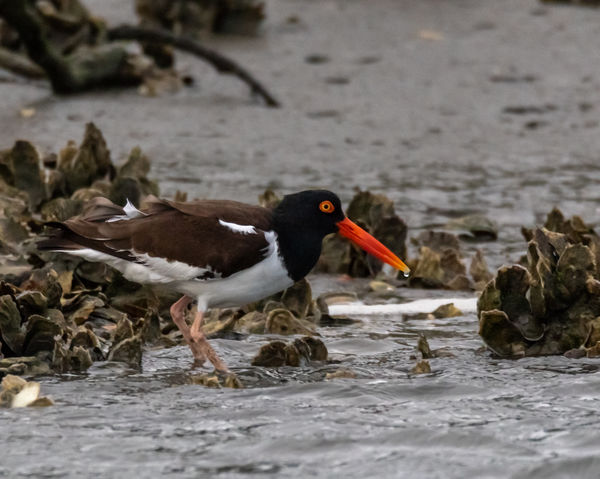 Oyster catcher in seventh heaven...