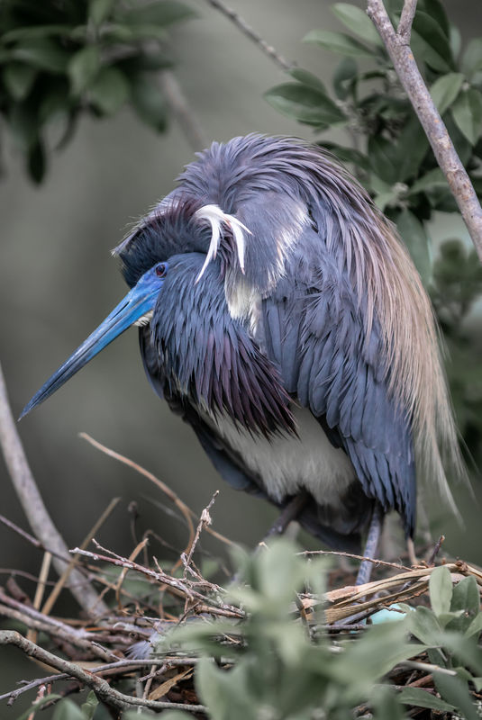 Tr-colored Heron stretching after incubating eggs...