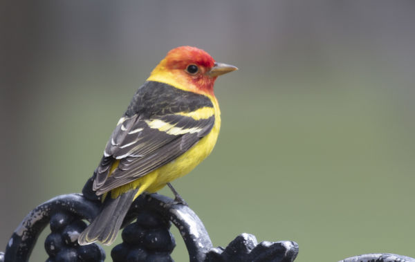 Western Tanager taken through a less than clean wi...