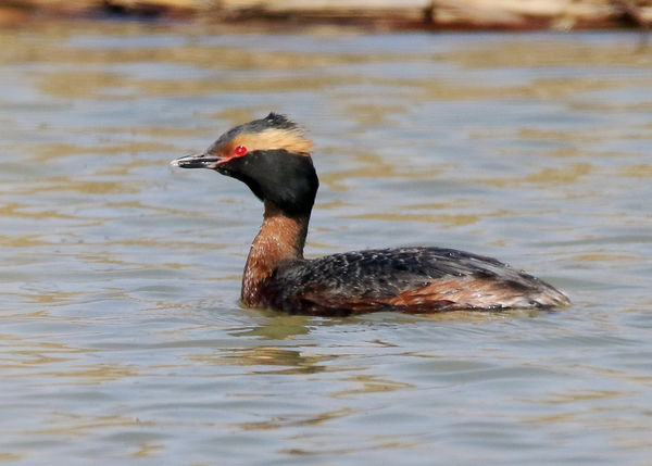 An Eared Grebe freqiuents Mitchell's Bay, on Lake ...