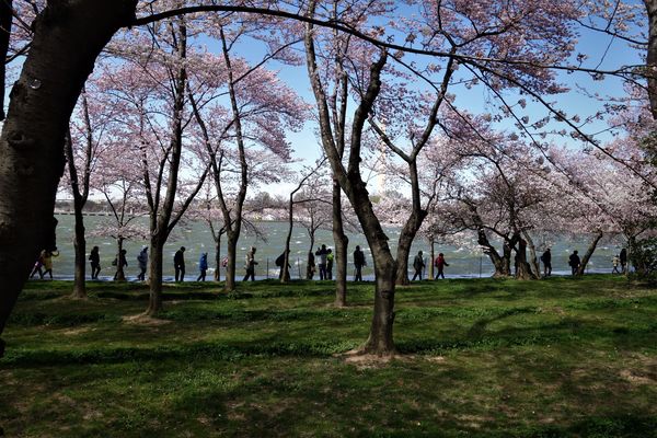 (1) This was taken at The Tidal Basin & the trees ...