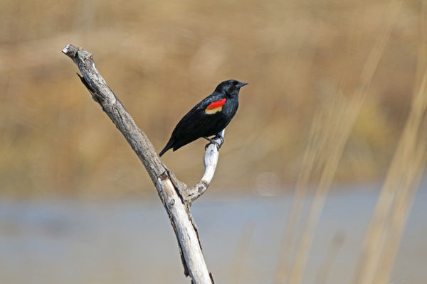 This male Redwinged Blackbird is protecting his te...