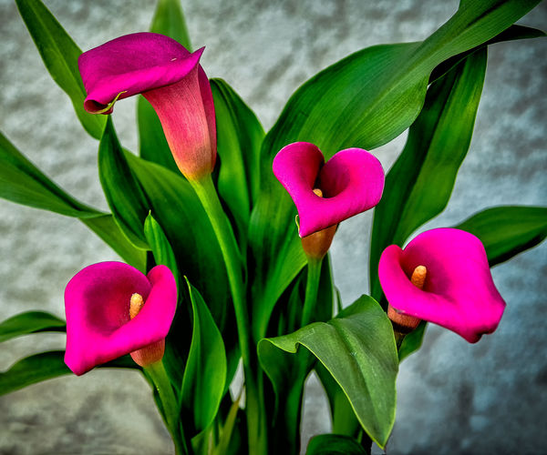 Calla lilies: When out to the front yard and took a couple of Calla ...