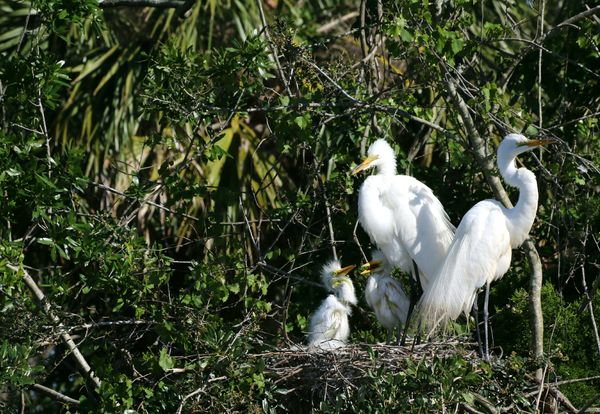 Great Egret nest with chicks...