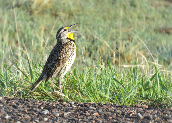 A little meadowlark singing away on the edge of a ...