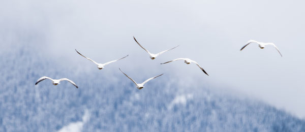 Snow Geese F8 1/400 ISO 200 550mm...