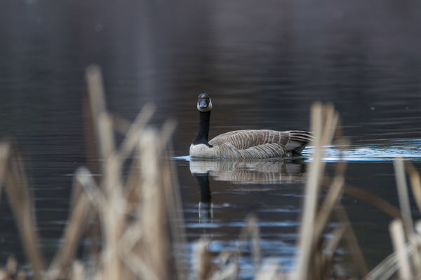 Goose F8 1/320 ISO 200 600mm...