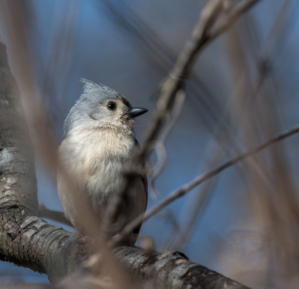 Tufted Titmouse...