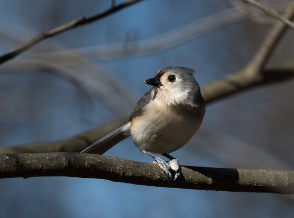 Tufted Titmouse with nut...