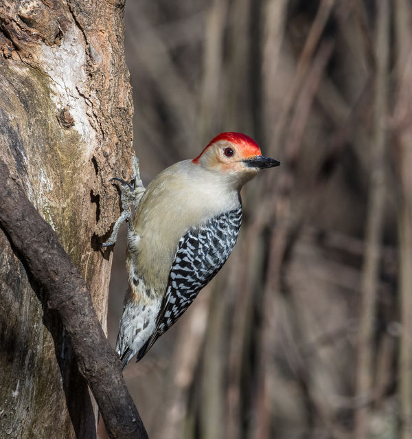 Male Red-bellied Woodpecker...