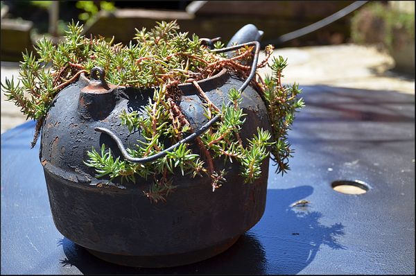 A plant in an old cast iron kettle. I like the lig...