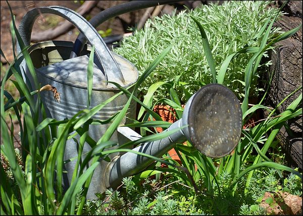 A watering can hiding in the flora....