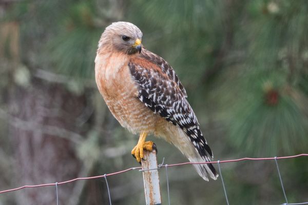 A Red Shouldered hawk (in voice only)...