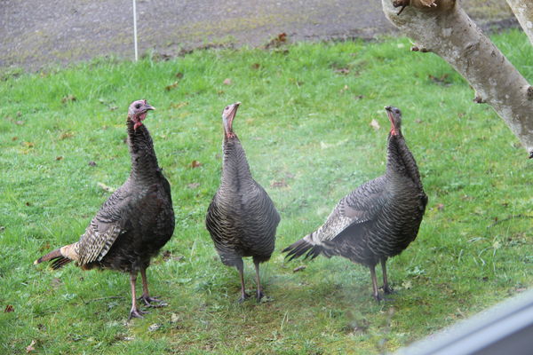 A flock of wild turkeys...