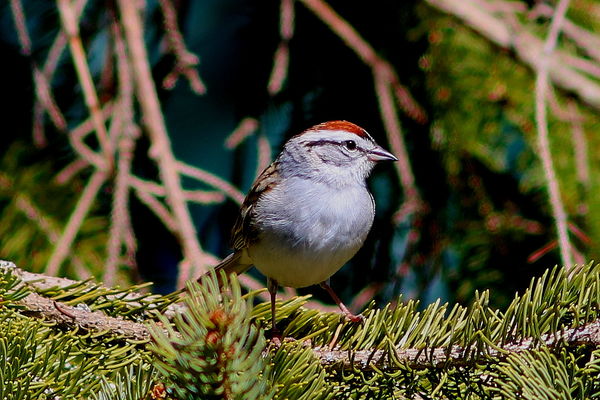 CHIPPING SPARROW...