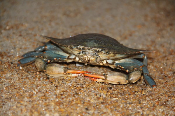 Original - Blue Crab...