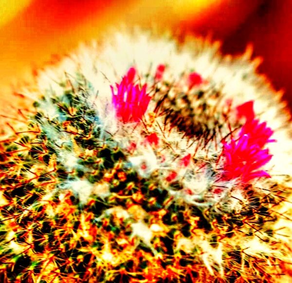 Cactus, stylized in post....