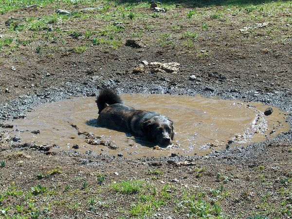 For some reason, Pantera loved mud puddles...the d...