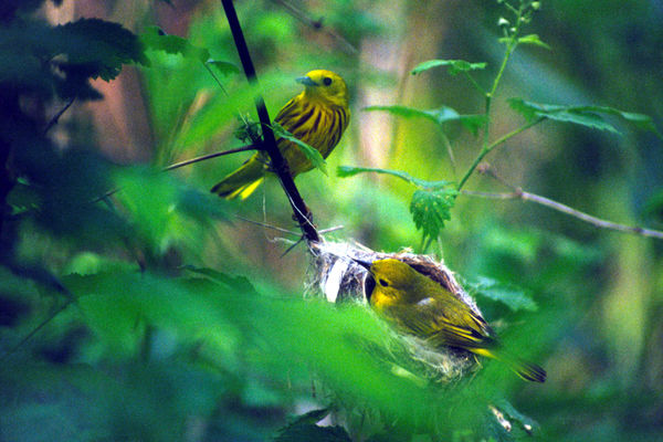 1999 - adult Yellow Warblers nesting near path; 30...