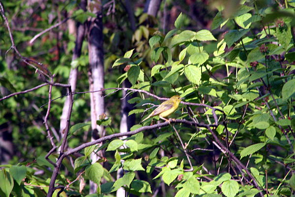 2014 - juvenile Yellow Warbler off in the bush; 30...