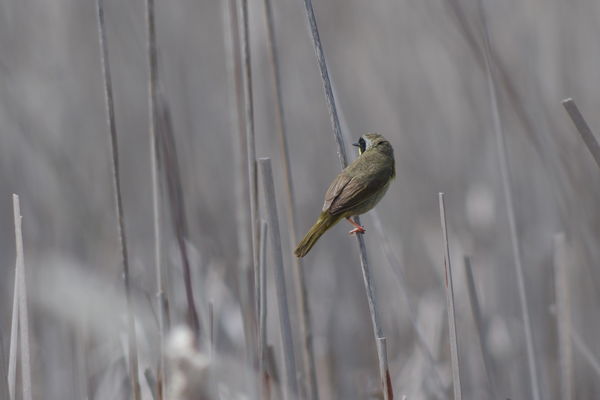 2017 - unidentified Warbler in the marsh; 300mm on...