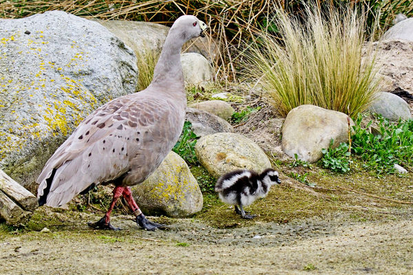 1 Cape Barren goose and baby....