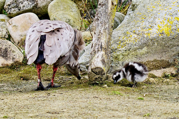 2 Cape Barren goose and  baby....