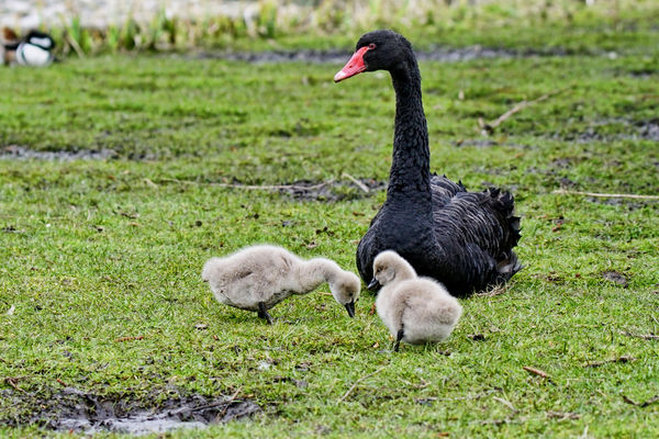Black Swan and two of the babies...