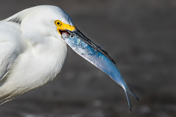 snowy egret goes eye to eye with his catch...