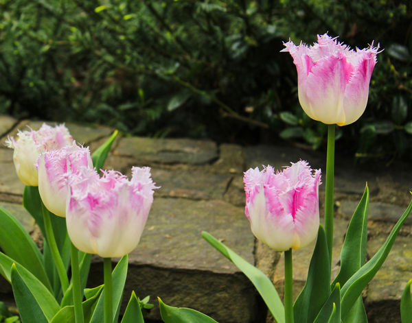 Frilled Tulips...