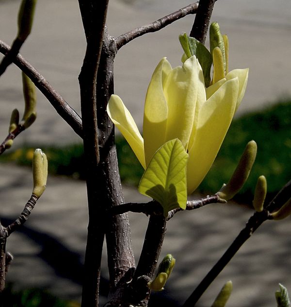 our yellow magnolia...