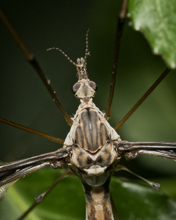 Closeup of Head and Thorax...
