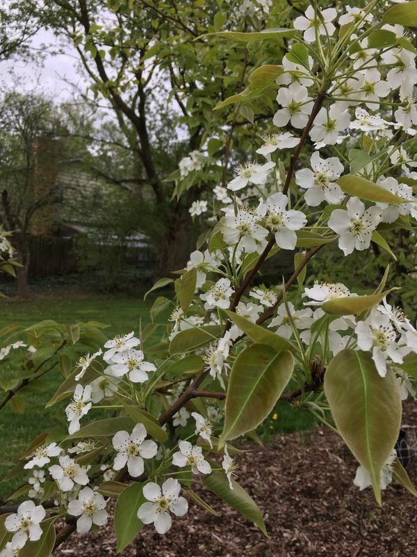 Blooms on our Asian Pear Trees...