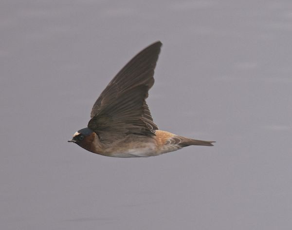 Male cliff swallow...