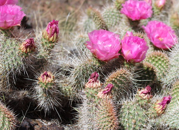 The cacti were blooming along parts of the trails ...