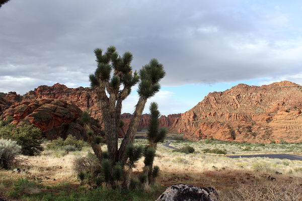 A cool looking Joshua tree near the ranger station...