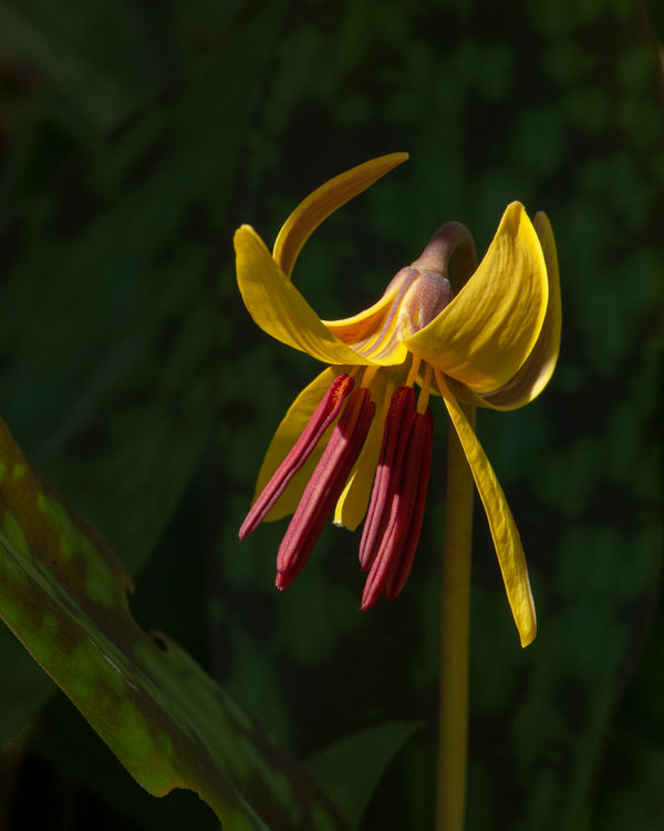 trout lily...